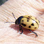 Swamp Milkweed Leaf Beetle