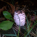 Shaggy ink cap