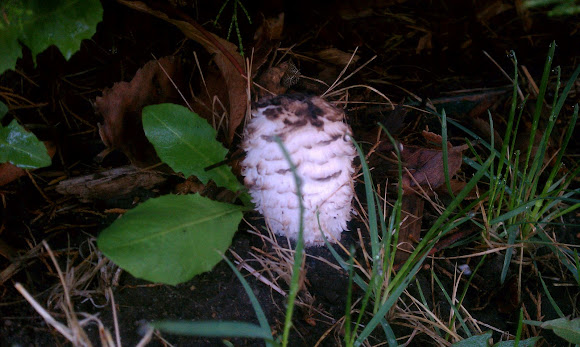 Spotting Image 1
