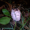 Shaggy ink cap