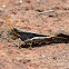 Grasshopper