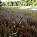 salt marsh grasses