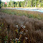 salt marsh grasses