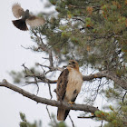 Red-tailed Hawk