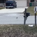 American Robin