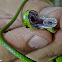 Green Snake