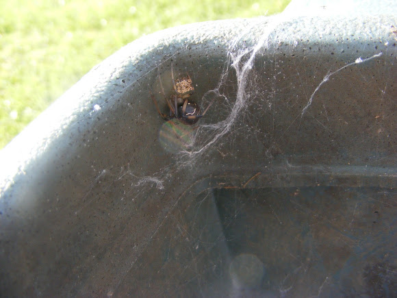 Spotting Image 1