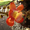 cannonball flower