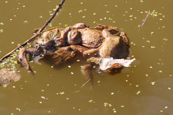 Spotting Image 1