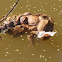 Common Toad