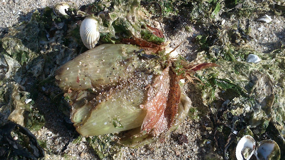 Spotting Image 1