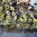 Sandcastle worm