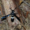 Four-toothed Mason Wasp