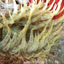 Anémona de mar. Sea anemone