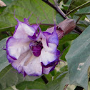 double purple Devil's Trumpet