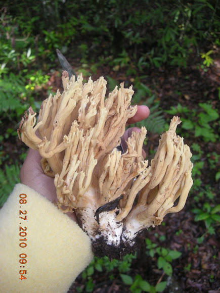 Spotting Image 1