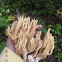 Hongo coral