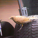 Clay-coloured Thrush/ Yigüirro