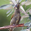 Lewin's Honeyeater  
