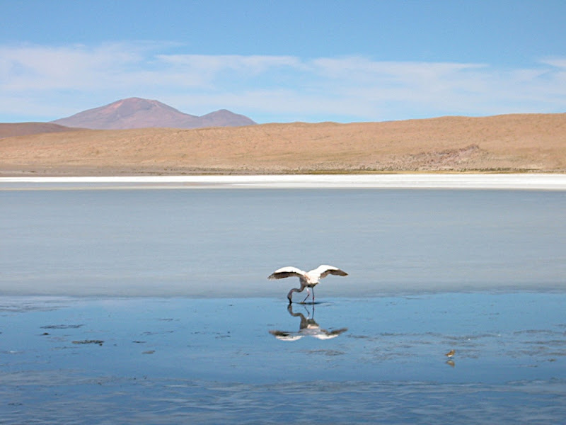 Flamingo