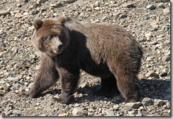 denalibearweb