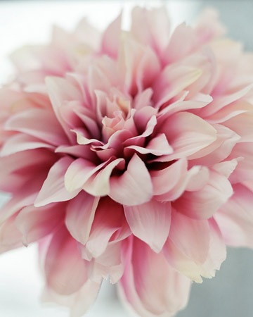 [blomster1[3].jpg]