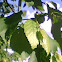 European White Birch Tree