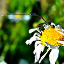 Gasteruptiid Wasp