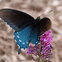 Pipevine swallowtail