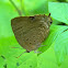 oakblue butterfly