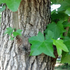 Red maple