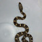 Texas Rat Snake