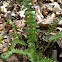 Fiddlehead