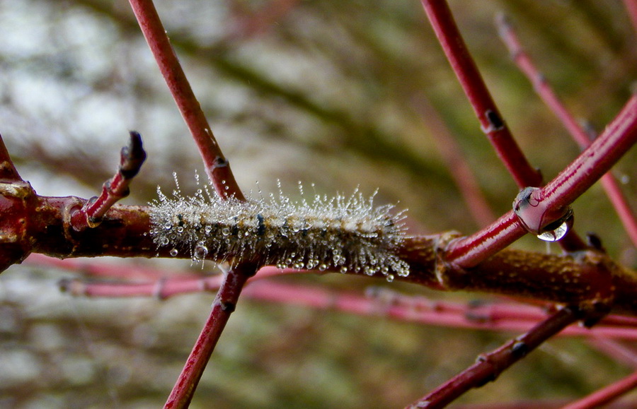 by Ljerka  Gereš - Animals Insects & Spiders