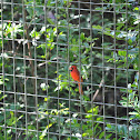 Northern Cardinal 