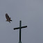 red tail hawk