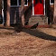 Turkey Vulture