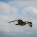 American Herring Gull
