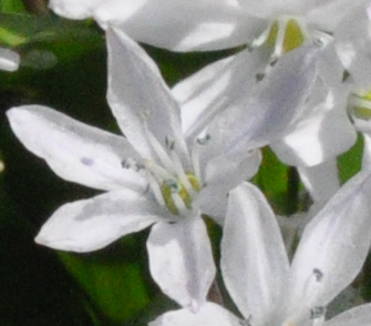 Spotting Image 1