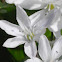 Tubergen Squill