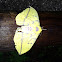 Imperial Moth