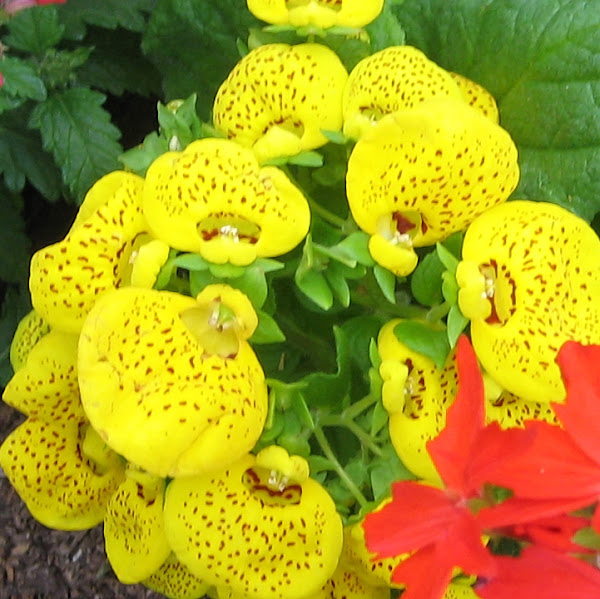 pocketbook plant Project Noah