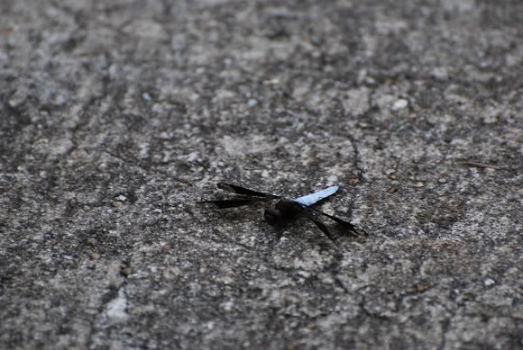 Spotting Image 1