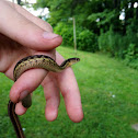 Common garter snake