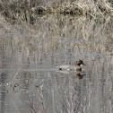 Green-winged Teal
