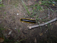 Nashville2008 030.JPG