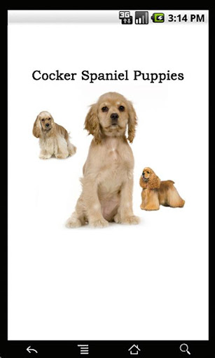 Cocker Spaniel Puppies