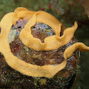 Nudibranch eggs