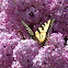 Eastern Tiger Swallowtail Butterfly