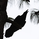 Common Raven